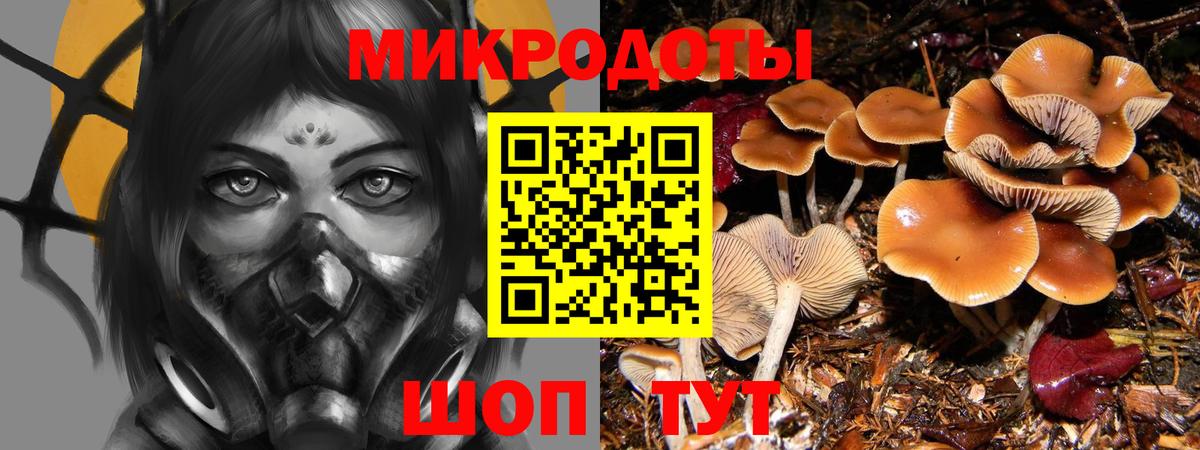Галлюциногенные грибы Psilocybe Ухта